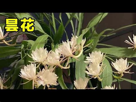 姬曇花種植|【姬曇花種植】姬曇花種植攻略：打造香氣四溢、繁花似錦的花園。